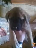 Mastiff